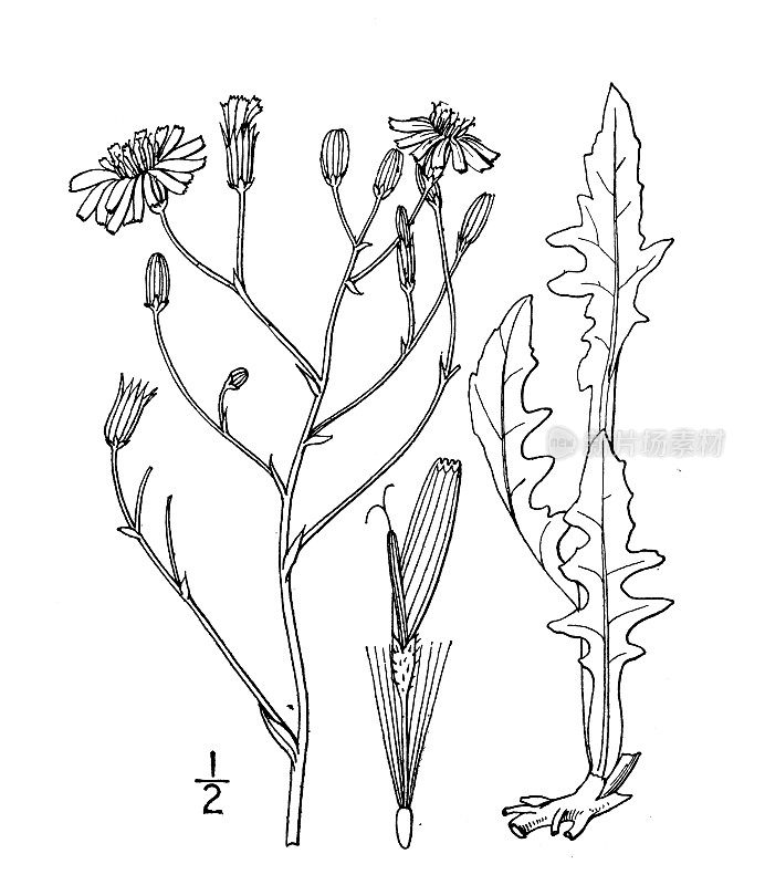 古植物学植物插图:Crepis pulchra，小花鹰须